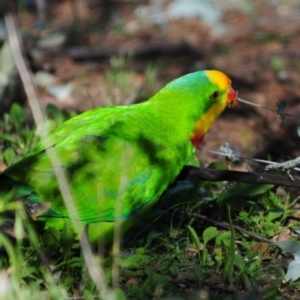 Polytelis swainsonii at Garran, ACT - 21 Apr 2020