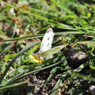 Pieris rapae (Cabbage White) at Dunlop, ACT - 21 Apr 2020 by Tammy