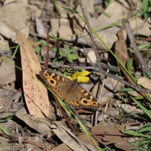 Junonia villida at Dunlop, ACT - 21 Apr 2020