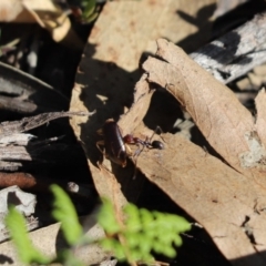 Iridomyrmex purpureus (Meat Ant) at Aranda Bushland - 21 Apr 2020 by Tammy