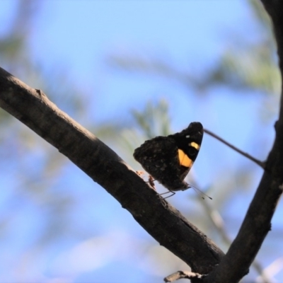 Vanessa itea (Yellow Admiral) at Cook, ACT - 19 Apr 2020 by Tammy