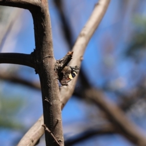 Vanessa itea at Cook, ACT - 19 Apr 2020 12:36 PM