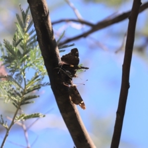 Vanessa itea at Cook, ACT - 19 Apr 2020 12:36 PM