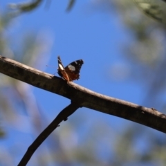 Vanessa itea at Cook, ACT - 19 Apr 2020