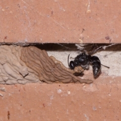 Pison sp. (genus) at Evatt, ACT - 9 Nov 2015 04:34 PM