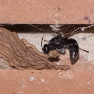 Pison sp. (genus) at Evatt, ACT - 9 Nov 2015 04:34 PM