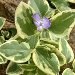 Vinca major (Blue Periwinkle) at Stirling, ACT - 21 Apr 2020 by dhaagun