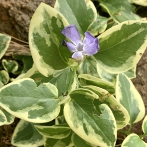 Vinca major at Stirling, ACT - 21 Apr 2020 01:22 PM