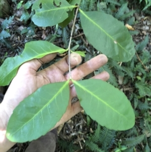 Elaeodendron australe var. australe at Wattamolla, NSW - 21 Apr 2020 10:31 PM