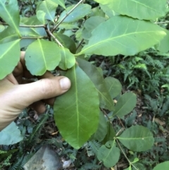 Elaeodendron australe var. australe at Wattamolla, NSW - 21 Apr 2020 10:31 PM