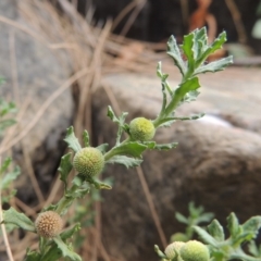 Centipeda cunninghamii (Common Sneezeweed) at Paddys River, ACT - 15 Jan 2020 by michaelb