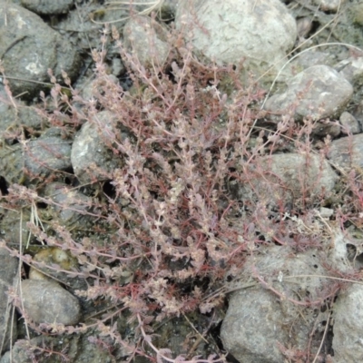 Myriophyllum verrucosum (Red Water-milfoil) at Bullen Range - 15 Jan 2020 by michaelb