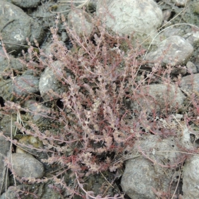 Myriophyllum verrucosum (Red Water-milfoil) at Paddys River, ACT - 15 Jan 2020 by michaelb