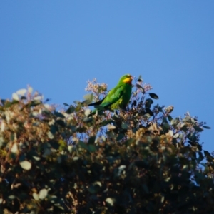 Polytelis swainsonii at Hughes, ACT - 22 Apr 2020