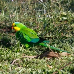 Polytelis swainsonii (Superb Parrot) at Deakin, ACT - 22 Apr 2020 by LisaH