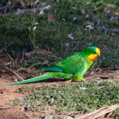 Polytelis swainsonii at Deakin, ACT - 22 Apr 2020