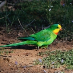 Polytelis swainsonii at Deakin, ACT - 22 Apr 2020