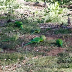 Polytelis swainsonii at Deakin, ACT - 22 Apr 2020