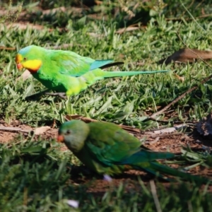 Polytelis swainsonii at Deakin, ACT - 22 Apr 2020