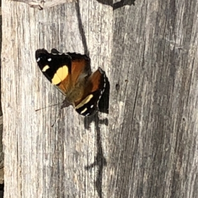 Vanessa itea (Yellow Admiral) at Aranda, ACT - 20 Apr 2020 by Jubeyjubes