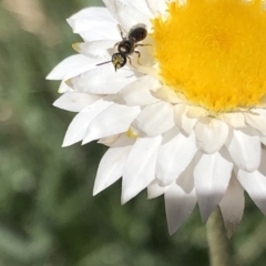 Hylaeus sp. (genus) (A masked bee) at Aranda, ACT - 18 Apr 2020 by Jubeyjubes