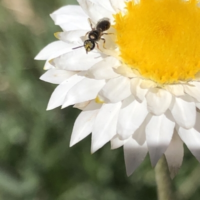 Hylaeus sp. (genus) (A masked bee) at Aranda, ACT - 18 Apr 2020 by Jubeyjubes