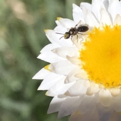 Hylaeus sp. (genus) at Aranda, ACT - 18 Apr 2020 12:50 PM