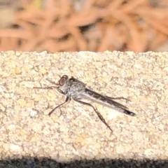 Neocerdistus acutangulatus (A robber fly) at Aranda, ACT - 19 Apr 2020 by Jubeyjubes