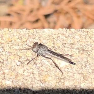 Neocerdistus acutangulatus at Aranda, ACT - 19 Apr 2020