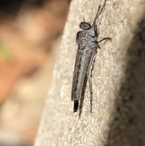 Neocerdistus acutangulatus at Aranda, ACT - 19 Apr 2020