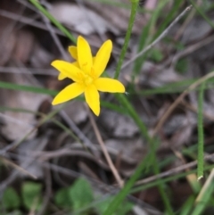 Hypoxis hygrometrica (Golden Weather-grass) at Lower Boro, NSW - 20 Apr 2020 by mcleana