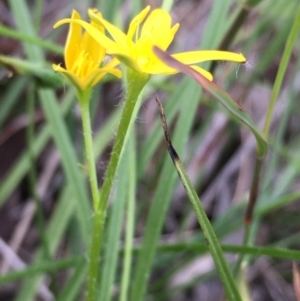 Hypoxis hygrometrica at Lower Boro, NSW - 20 Apr 2020