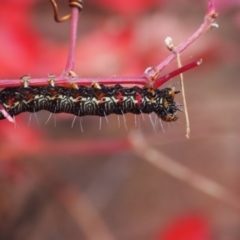 Phalaenoides glycinae (Grapevine Moth) at Cook, ACT - 21 Apr 2020 by lyndallh