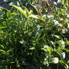 Cullen microcephalum (Dusky Scurf-pea) at Isaacs Ridge - 21 Apr 2020 by Mike