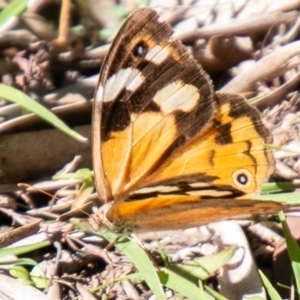 Heteronympha merope at Coree, ACT - 17 Apr 2020