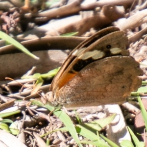 Heteronympha merope at Coree, ACT - 17 Apr 2020