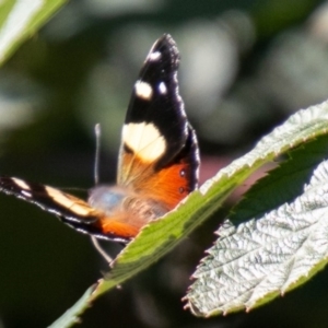 Vanessa itea at Coree, ACT - 17 Apr 2020