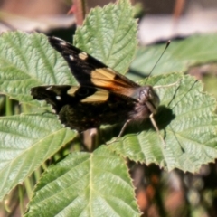 Vanessa itea at Coree, ACT - 17 Apr 2020