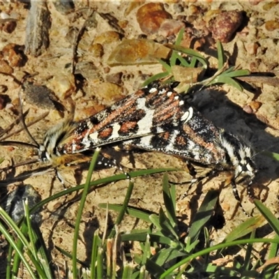 Apina callisto (Pasture Day Moth) at Bruce, ACT - 22 Apr 2020 by JohnBundock