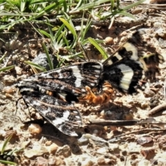 Apina callisto at Bruce, ACT - 22 Apr 2020