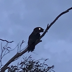 Podargus strigoides (Tawny Frogmouth) at Bullen Range - 14 Feb 2020 by lisab97