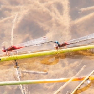 Xanthagrion erythroneurum at Kambah, ACT - 22 Apr 2020 11:53 AM