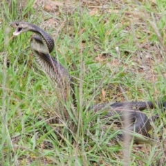 Pseudonaja textilis (Eastern Brown Snake) at Mount Rogers - 16 Apr 2020 by Kerri-Ann