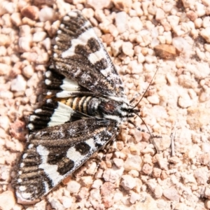 Apina callisto at Kambah, ACT - 22 Apr 2020 11:35 AM