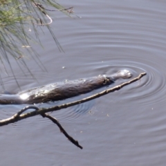 Ornithorhynchus anatinus (Platypus) at Bega, NSW - 22 Apr 2020 by MatthewHiggins