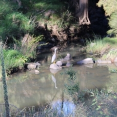 Egretta novaehollandiae (White-faced Heron) at Greenway, ACT - 22 Apr 2020 by ChrisHolder