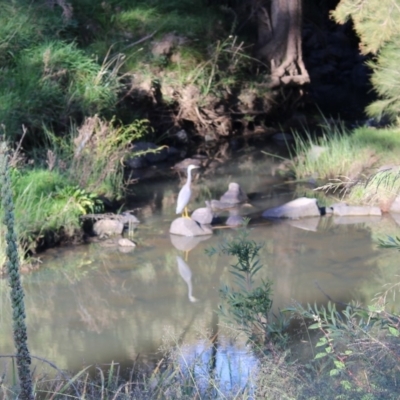 Egretta novaehollandiae (White-faced Heron) at Urambi Hills - 22 Apr 2020 by ChrisHolder