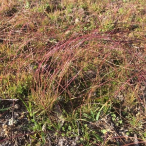 Tripogonella loliiformis at Majura, ACT - 22 Apr 2020