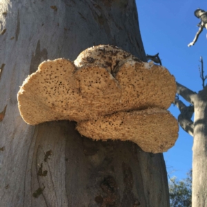 Laetiporus portentosus at Majura, ACT - 22 Apr 2020