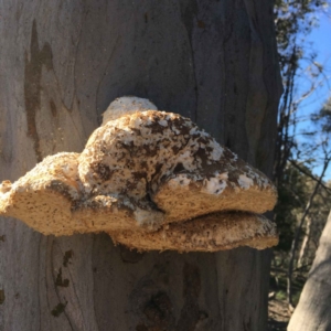 Laetiporus portentosus at Majura, ACT - 22 Apr 2020